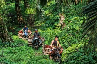 Les fruits de palmiers à huile, dont est extraite l'huile de palme, sont transportés en cyclomoteurs après leur récolte, ici en Indonésie (Photo d'illustration).